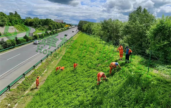  哈尔滨绕城高速路堑浆砌石边坡生态修复工程